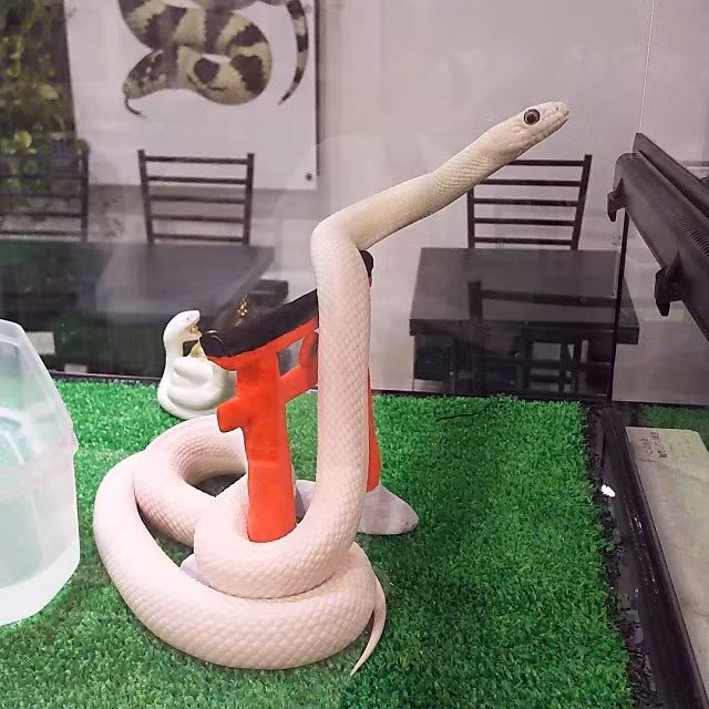 quan ca phe cho phep moi nguoi om hon ran, lieu ban co dam thu? hinh anh 4