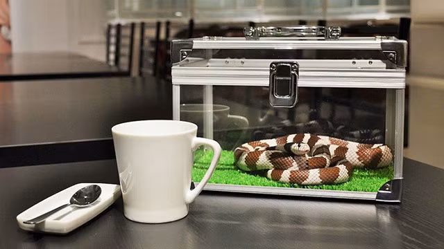 quan ca phe cho phep moi nguoi om hon ran, lieu ban co dam thu? hinh anh 9