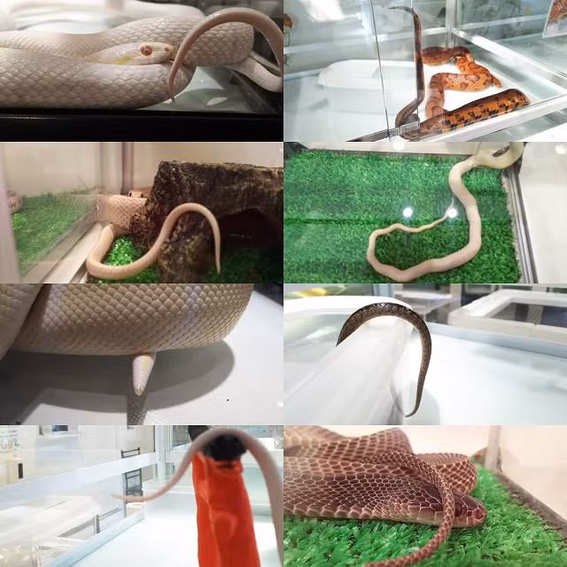 quan ca phe cho phep moi nguoi om hon ran, lieu ban co dam thu? hinh anh 1