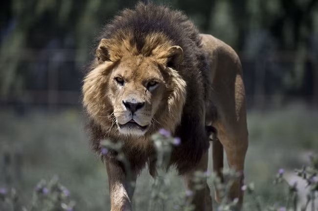 cong vien nguoc doi: nguoi o trong long, thu o ngoai hinh anh 1