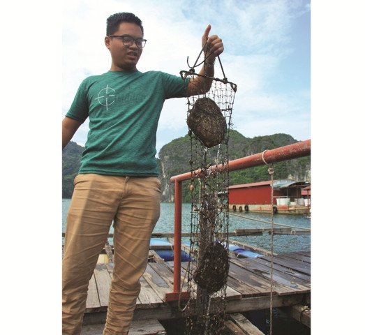 Sau khi cấy nhân, những con trai lại được trở về môi trường biển để sống trong môi trường sinh trưởng tự nhiên. Trai được nuôi ở phao lồng bè dưới độ sâu không quá 2, 5 m. Độ sâu nhằm tránh lúc khi triều rút, lồng nuôi bị nổi lên mặt biển, đồng thời để lồng không chạm đáy các loài khác sẽ ăn trai và con trai và những con trai sẽ hớp phải bùn