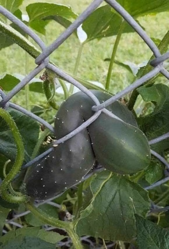 Bao nhiêu chỗ không mọc, cứ thích làm khó nhau.