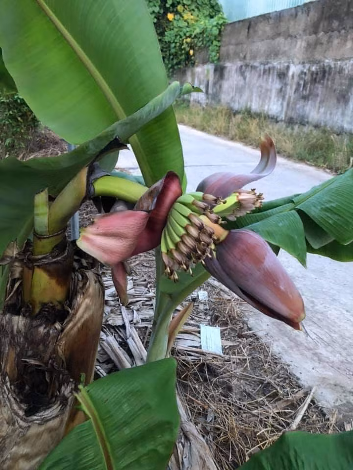 Vượt lên số phận