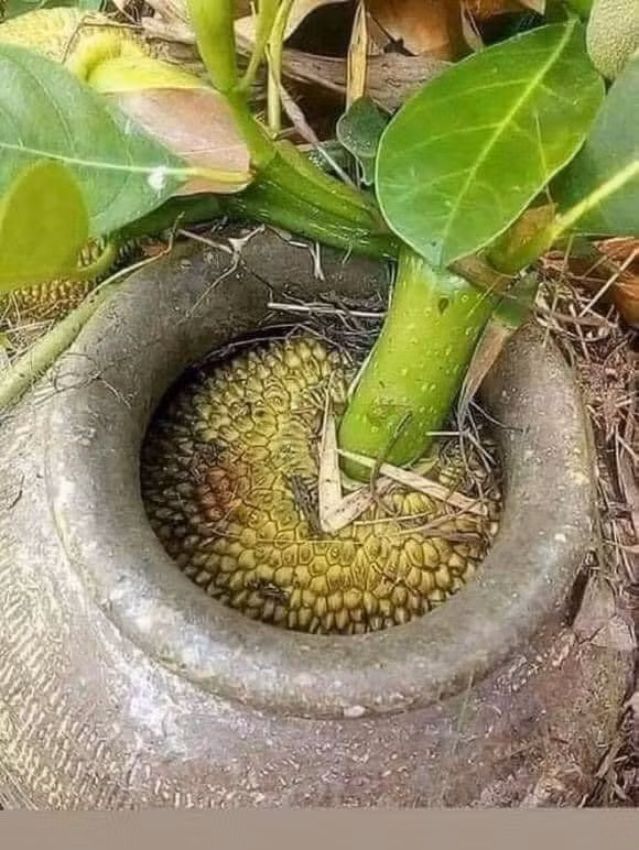 Muốn ăn tôi mà dễ à.