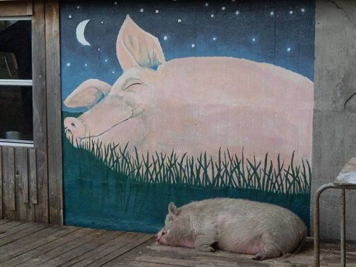 Giấc mơ và hiện thực.