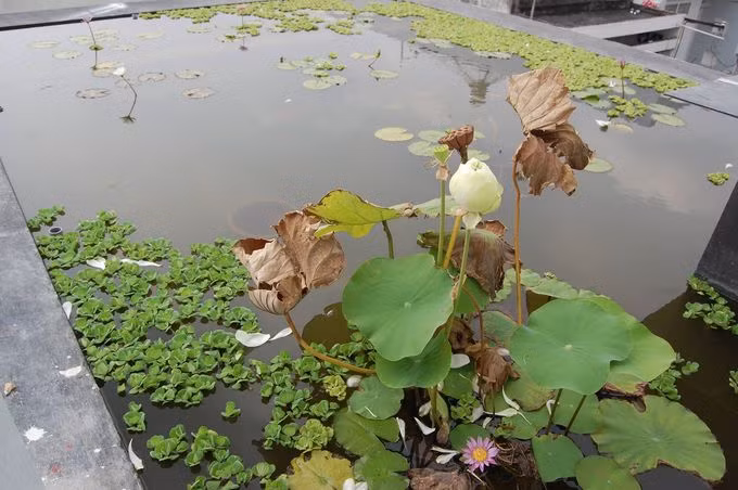 Hồ sen trên mái nhà Sài Gòn 10 năm không phải thay nước