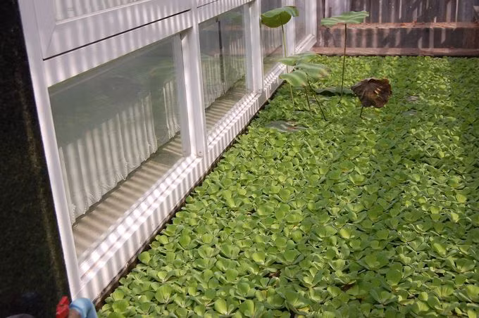 Hồ sen trên mái nhà Sài Gòn 10 năm không phải thay nước