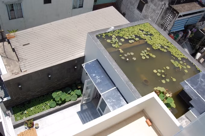 Hồ sen trên mái nhà Sài Gòn 10 năm không phải thay nước
