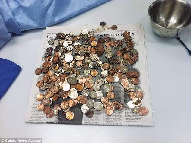 Những thứ kinh hoàng được nội soi thấy trong bụng thú cưng trong cuộc thi nuốt dị vật - Ảnh 8.