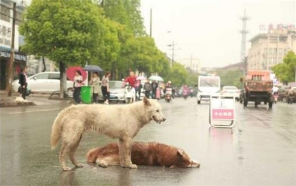 Rơi nước mắt cảnh chú chó ra sức lay bạn tỉnh dậy sau tai nạn ảnh 4 Nó vẫn đứng bên bảo vệ và chẳng rời nửa bước.