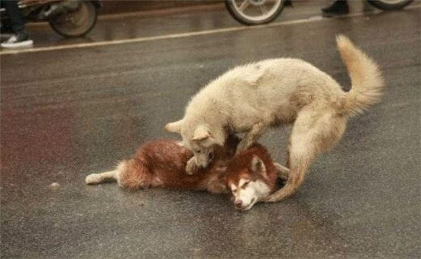 Rơi nước mắt cảnh chú chó ra sức lay bạn tỉnh dậy sau tai nạn Rơi nước mắt cảnh chú chó ra sức lay bạn tỉnh dậy sau tai nạn