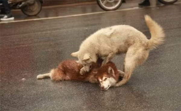 Rơi nước mắt cảnh chú chó ra sức lay bạn tỉnh dậy sau tai nạn