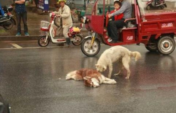 Rơi nước mắt cảnh chú chó ra sức lay bạn tỉnh dậy sau tai nạn ảnh 3 Chú chó ra sức lay bạn với suy nghĩ