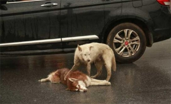 Rơi nước mắt cảnh chú chó ra sức lay bạn tỉnh dậy sau tai nạn ảnh 1 Chú chó đang cô gắng lay người bạn của mình tỉnh dậy.