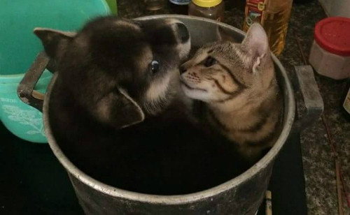 Nơi trú ẩn. Mèo ơi thương lấy chó cùng.