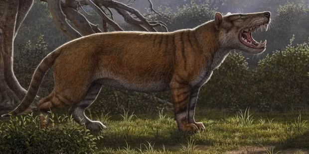 Hình ảnh phục dựng của Simbakubwa kutokaafrika.