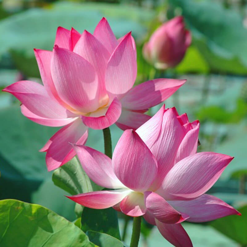 Phong thuỷ bất ngờ từ những loài hoa quen thuộc cắm trong nhà