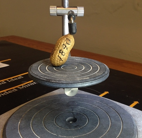 Củ lạc nhiều tuổi nhất thế giới của cha Gwaltney cũng trở thành hiện vật trong bảo tàng. Ảnh: Bảo tàng Hạt Isle of Wight. Củ lạc nhiều tuổi nhất thế giới của cha Gwaltney cũng trở thành hiện vật trong bảo tàng. Ảnh: Bảo tàng Hạt Isle of Wight.