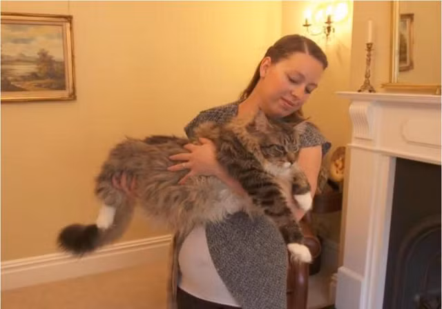 Chú mèo Ludo dài gần 1,2 mét vừa được ghi vào sách kỷ lục. Ảnh chụp màn hình/Guinness World Records/YouTube