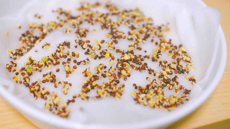 Sử dụng miếng cotton lót dưới khay, không cần ngâm hạt. Đổ nước ấm khoảng 40 độ cho ướt miếng cotton và rắc hạt vào. Sau khoảng 6 tiếng - 8 tiếng hạt sẽ nảy mầm.