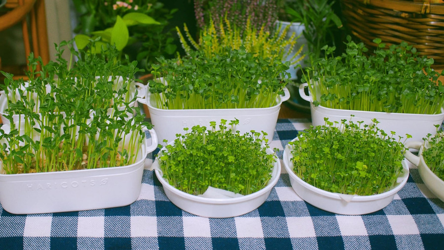 Khu vườn nhỏ đủ cung cấp rau xanh cho những ngày vội vã.