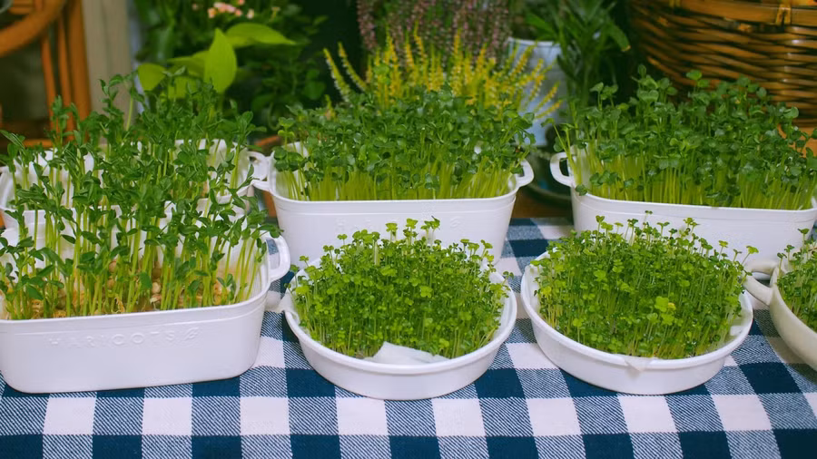 Khu vườn nhỏ đủ cung cấp rau xanh cho những ngày vội vã.