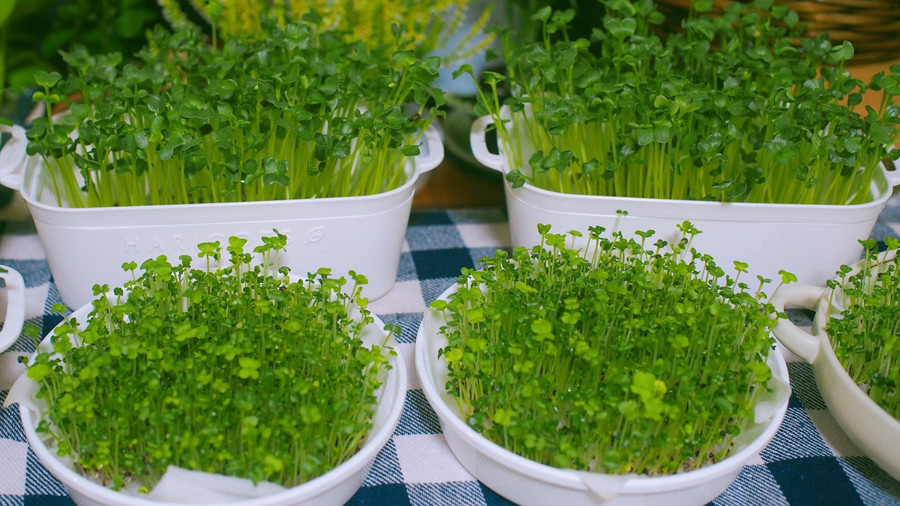 Rau mầm được 4 ngày tuổi.