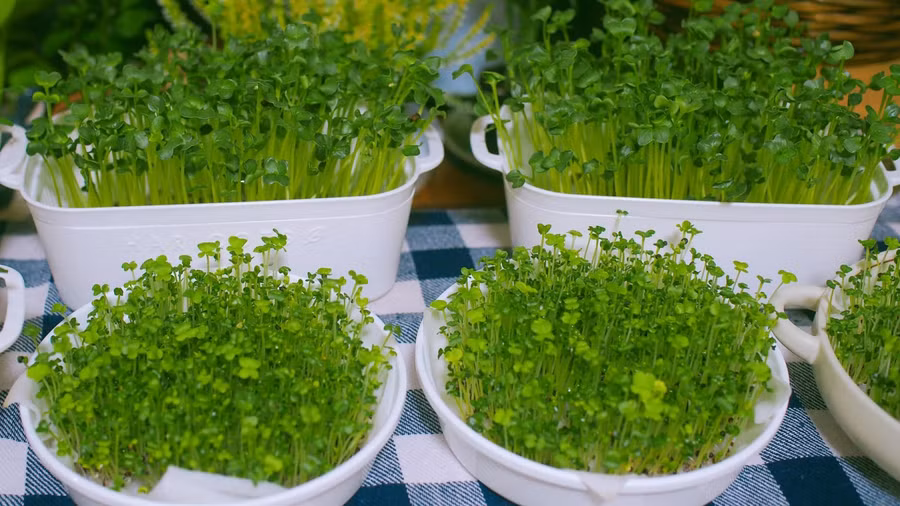 Rau mầm được 4 ngày tuổi.