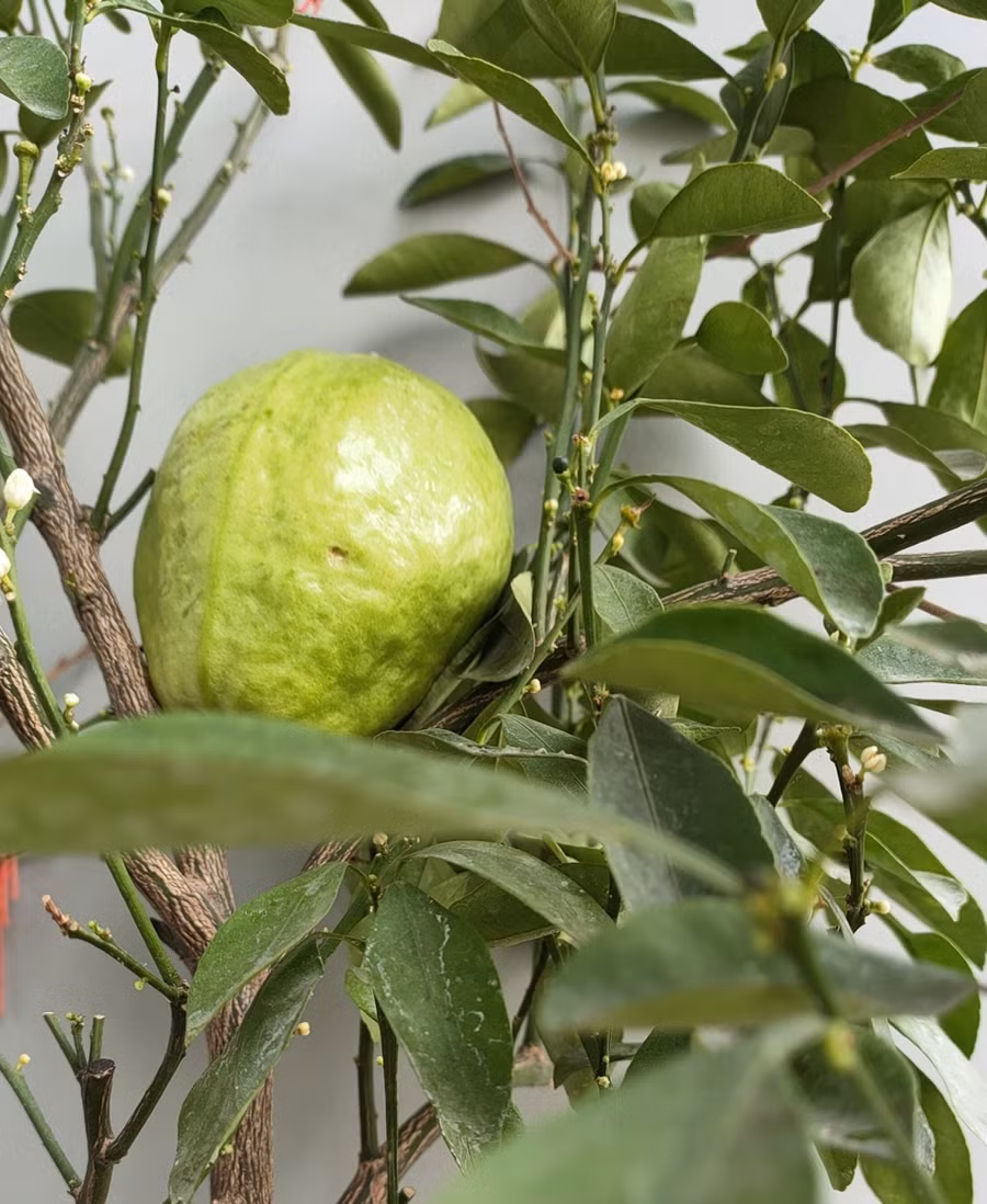 Cây ổi này nhìn lá thì chua nhưng ăn cực ngọt.