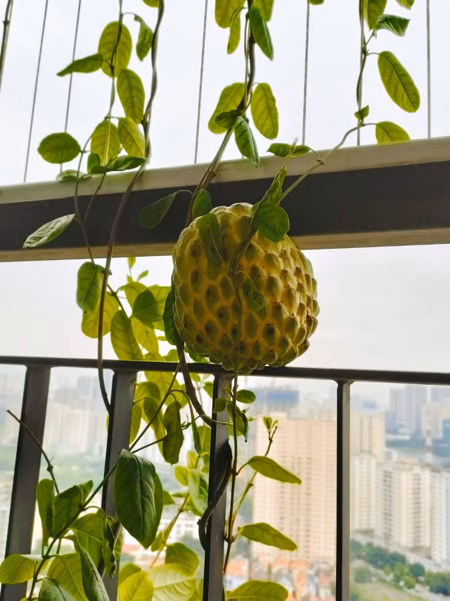 Giống na thân leo chung cư.