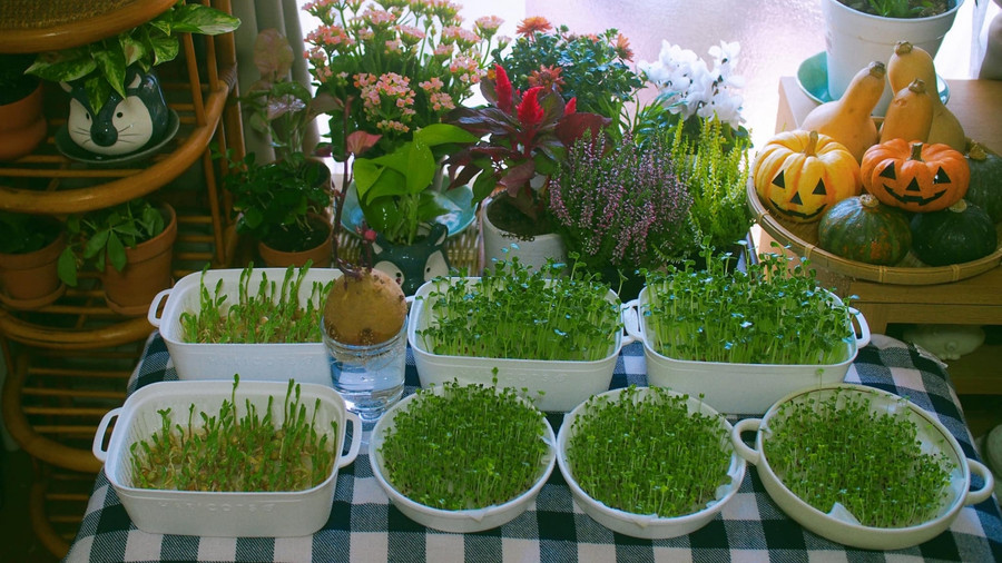 Khu vườn nhỏ trong nhà lúc nào cũng mướt xanh.