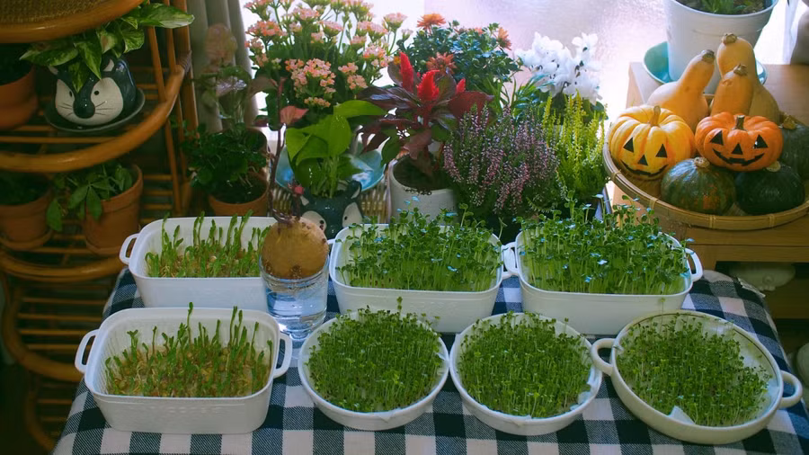 Khu vườn nhỏ trong nhà lúc nào cũng mướt xanh.