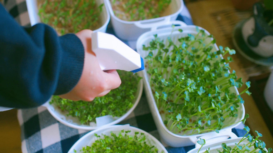 Mỗi ngày bọn trẻ sẽ chịu trách nhiệm tưới cây.