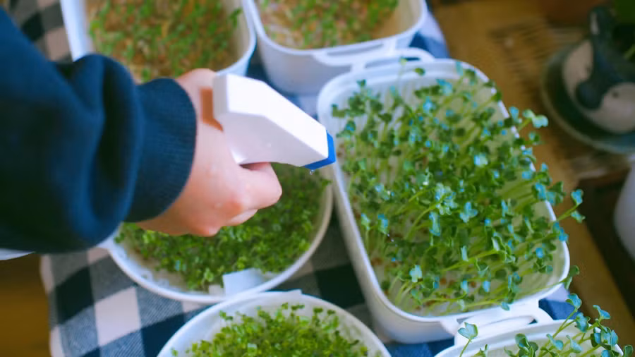 Mỗi ngày bọn trẻ sẽ chịu trách nhiệm tưới cây.