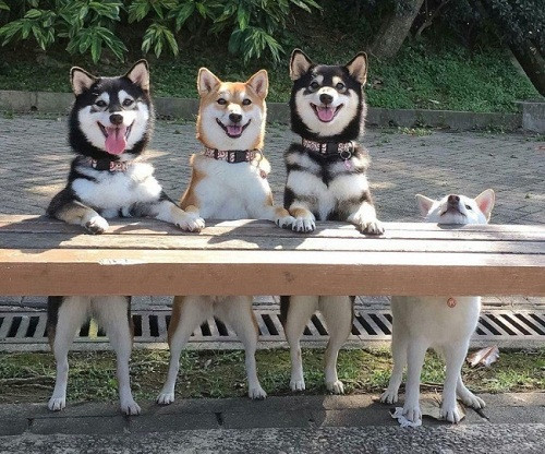 Nỗi niềm chân ngắn. Nỗi niềm chân ngắn.