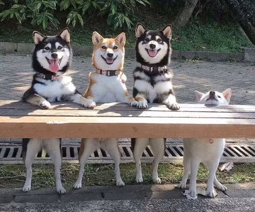 Nỗi niềm chân ngắn.