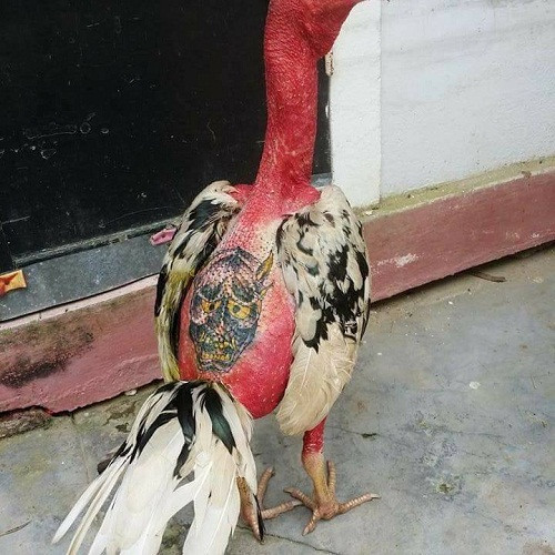 "Tha thu" của gà. Tha thu của gà.