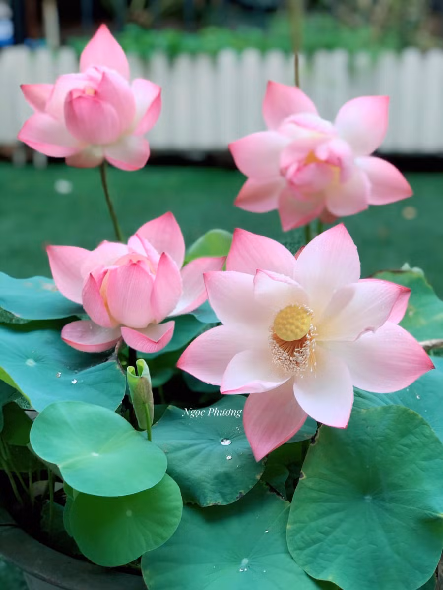 Bí quyết cắm hoa quỳ đẹp như sen, trăm bông nở cả trăm ảnh 5