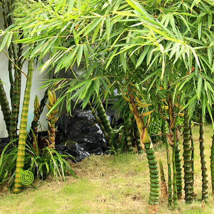 5 loại cây nên trồng trước hoặc trong nhà giúp xua đuổi vận đen trong tháng cô hồn ảnh 3