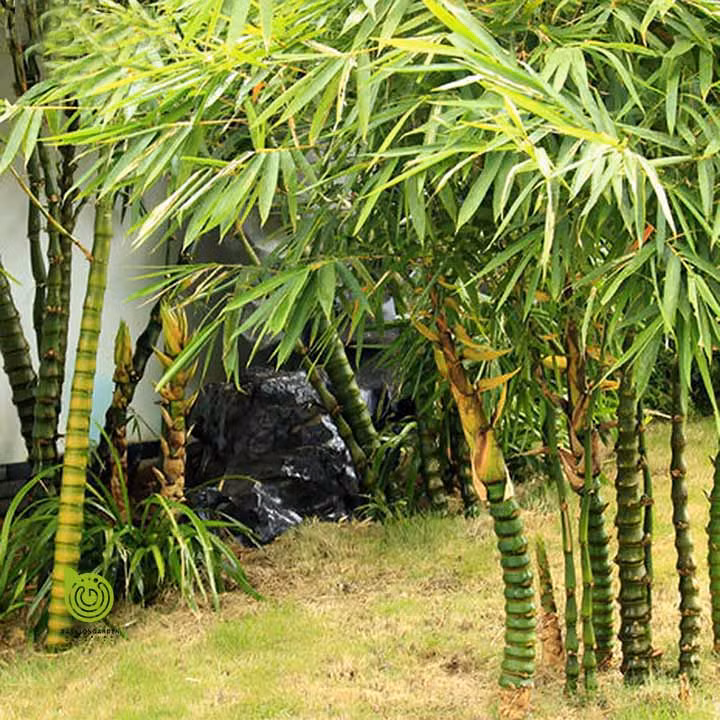 5 loại cây nên trồng trước hoặc trong nhà giúp xua đuổi vận đen trong tháng cô hồn ảnh 3