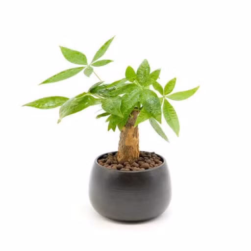 5 loại cây nên trồng trước hoặc trong nhà giúp xua đuổi vận đen trong tháng cô hồn ảnh 2