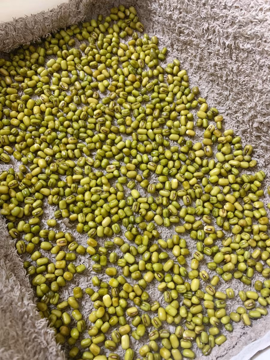 Dùng khăn, vải hoặc áo len chất liệu thấm hút tốt, gấp khăn lại dày một chút để có độ ẩm. Khăn có thấm nước rồi vắt nhưng ko vắt kĩ để khăn ẩm.