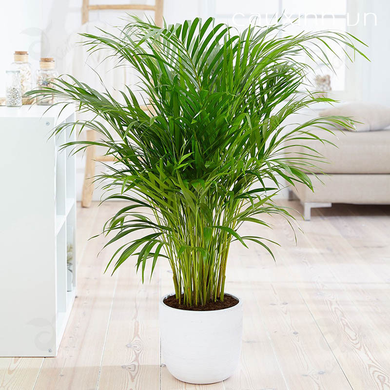 5 loại cây nên trồng trước hoặc trong nhà giúp xua đuổi vận đen trong tháng cô hồn ảnh 1