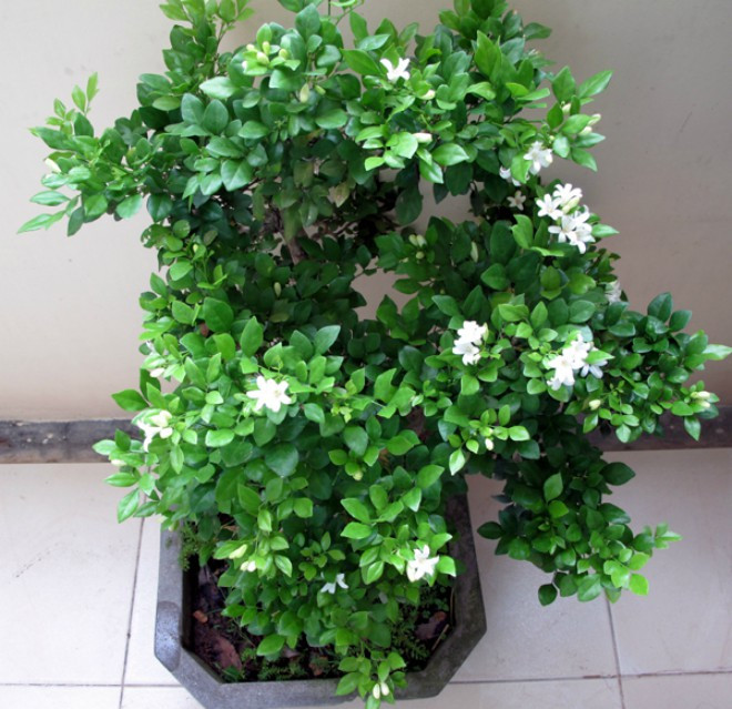 5 loại cây nên trồng trước hoặc trong nhà giúp xua đuổi vận đen trong tháng cô hồn ảnh 4