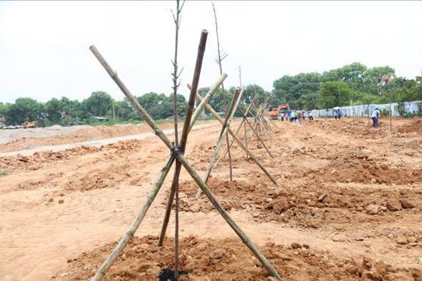 Hàng cây được trồng tại khu dự án mới của Học viện Tài chính