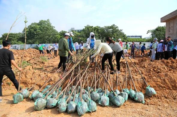 Tập kết cây chuẩn bị trồng tại Khu dự án mới của Học viện Tài chính
