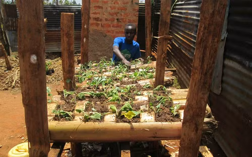 Học nông dân Kenya trồng rau sạch trên thân chuối