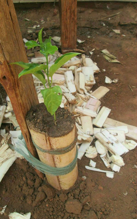 Học nông dân Kenya trồng rau sạch trên thân chuối ảnh 5 polyad