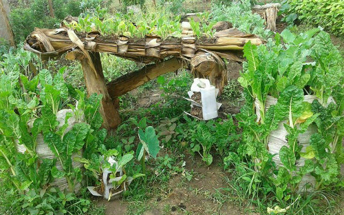 Học nông dân Kenya trồng rau sạch trên thân chuối ảnh 6 polyad