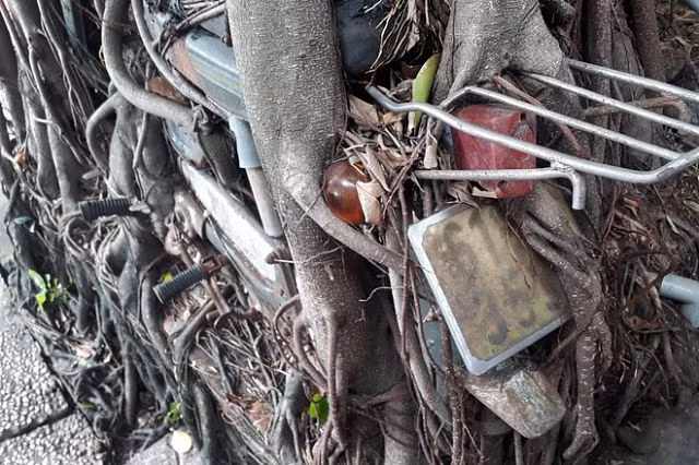 Cây cổ thụ ôm chặt cứng chiếc xe máy suốt 25 năm ở Bình Dương - Hình 2